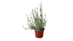 Λεβάντα Allardii