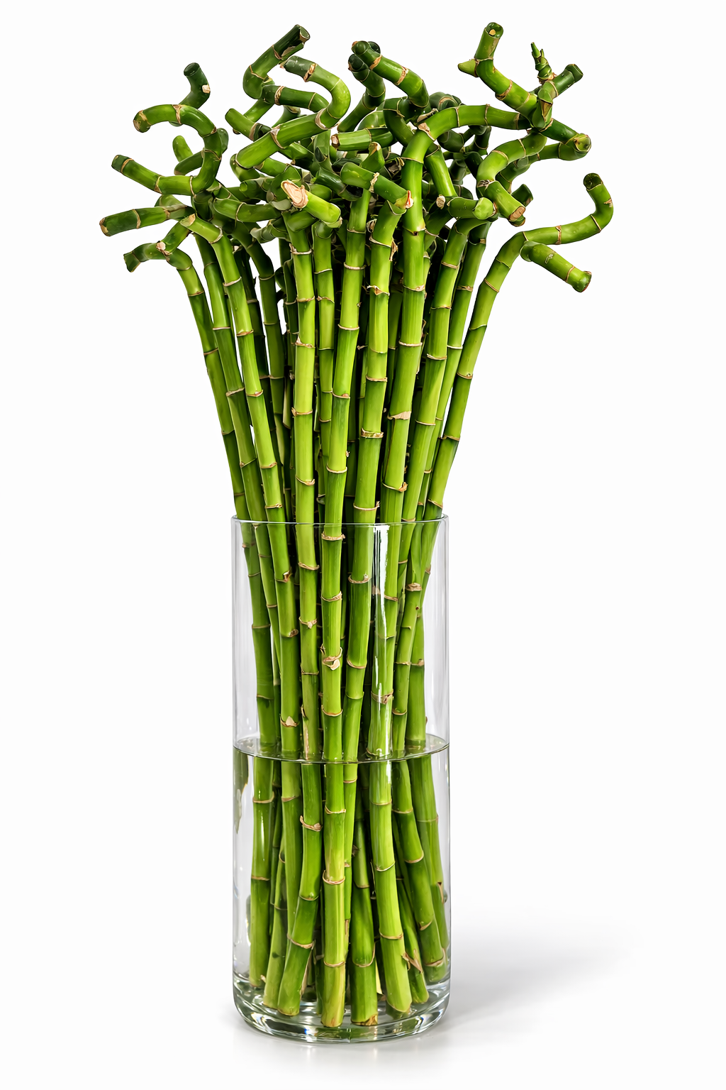 Lucky Bamboo