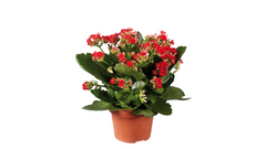 Kalanchoe Calandiva