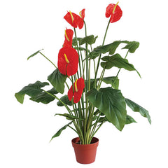 Ανθούριο (Anthurium)