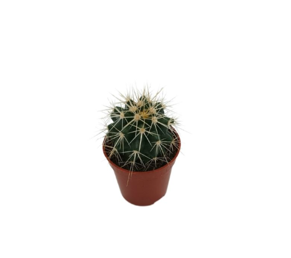 Κάκτος Echinocactus grusonii