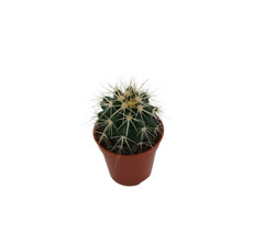 Κάκτος Echinocactus grusonii