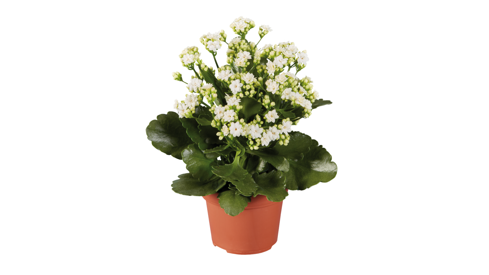 Kalanchoe Calandiva