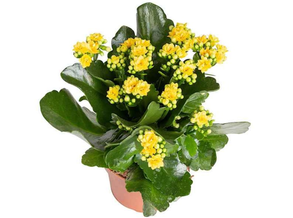 Kalanchoe Calandiva