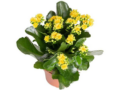 Kalanchoe Calandiva