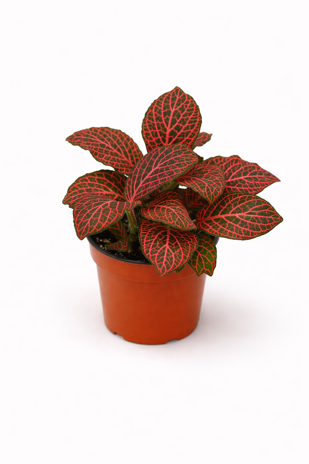 Fittonia