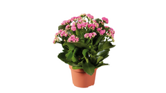 Kalanchoe Calandiva