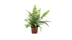 Φτέρη – Nephrolepis exaltata