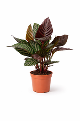 Calathea Ornata