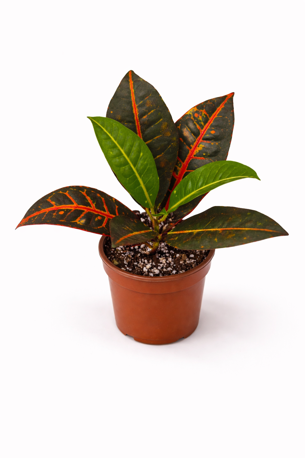 Croton Petra