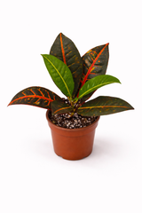 Croton Petra