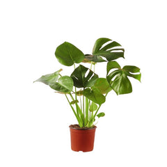 Μονστέρα (Monstera deliciosa)