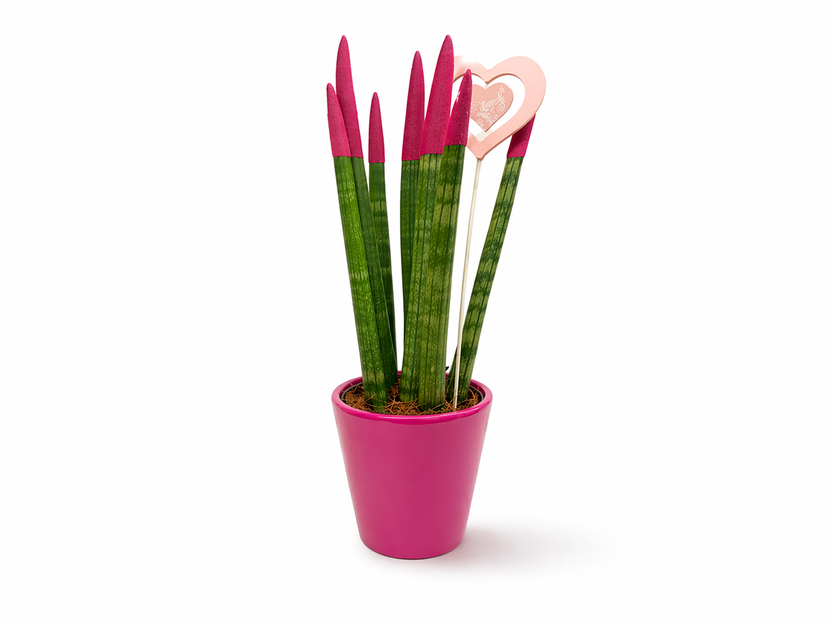 Sansevieria Pink Love
