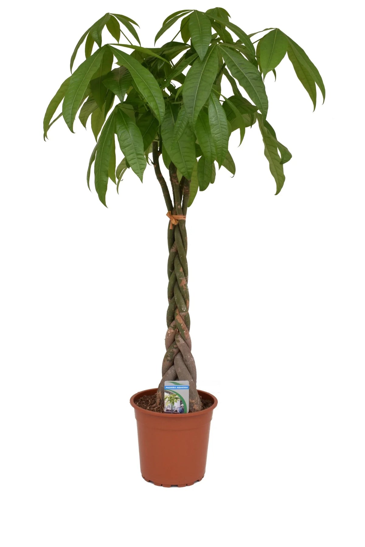 Παχίρα (Pachira aquatica – Money Tree)
