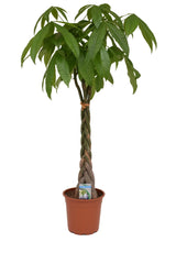 Παχίρα (Pachira aquatica – Money Tree)