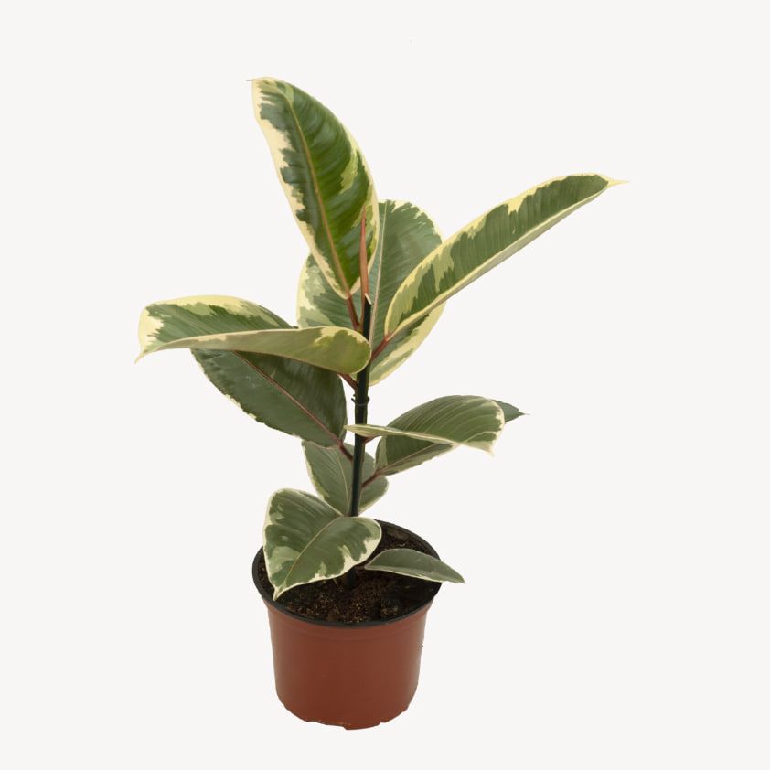 Ficus Elastica "Tineke"