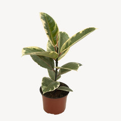 Ficus Elastica "Tineke"