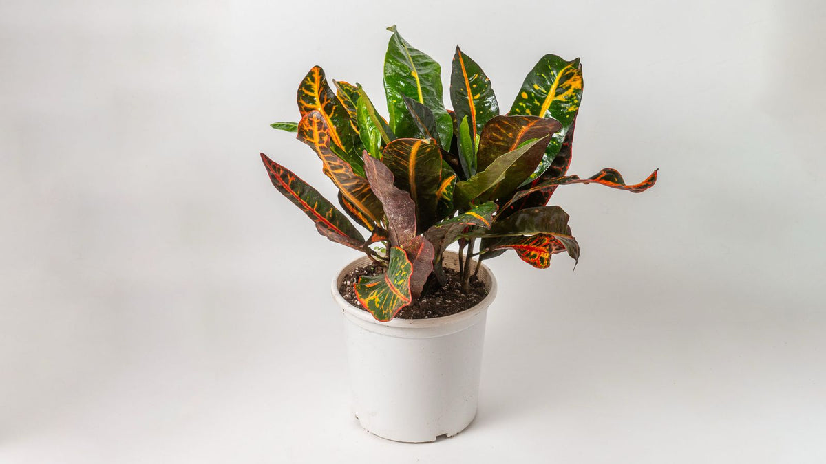Croton