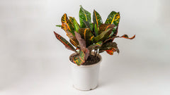 Croton