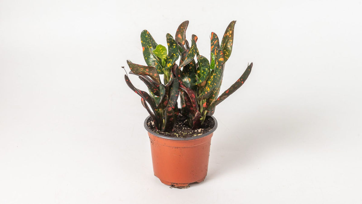 Croton "Mini Mammy"