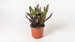 Croton "Mini Mammy"