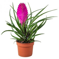 Tillandsia