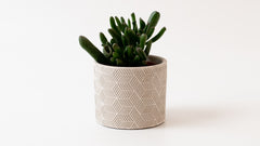 Succulent in Grey