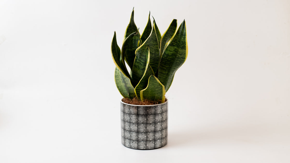 Sansevieria in Silver & Black