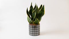 Sansevieria in Silver & Black