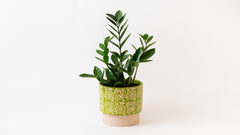 Zamia in Olive Pattern
