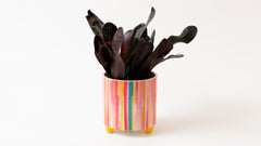 Croton in Stripes