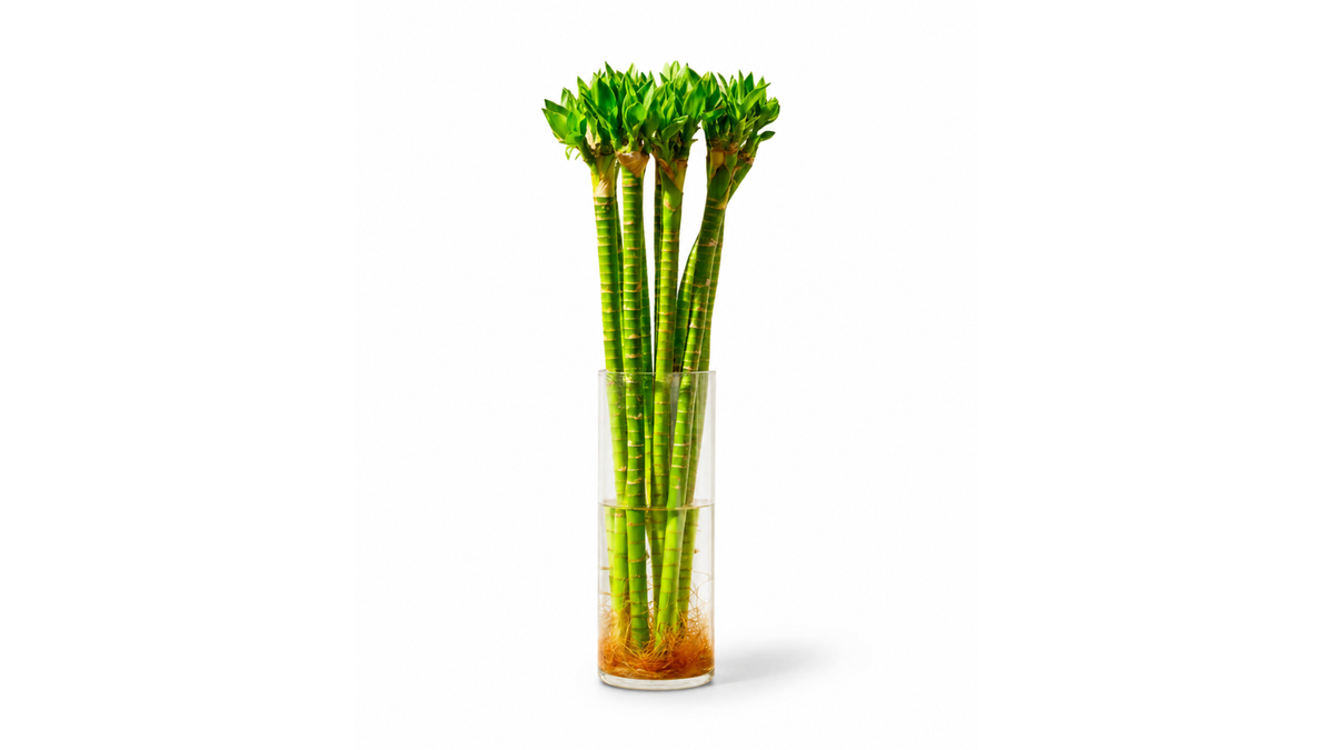 Tiger Bamboo